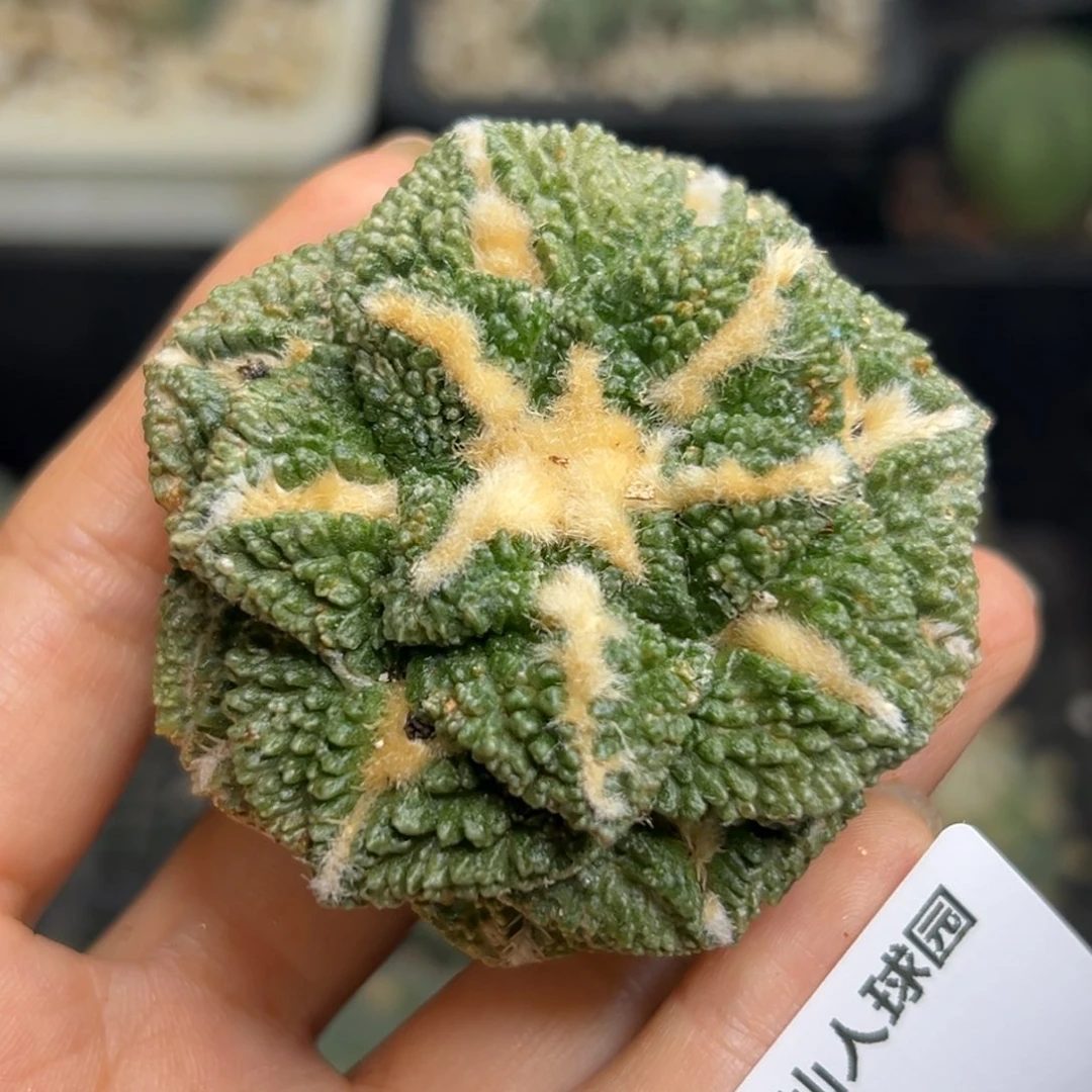 36 有根 仙人球的世界里