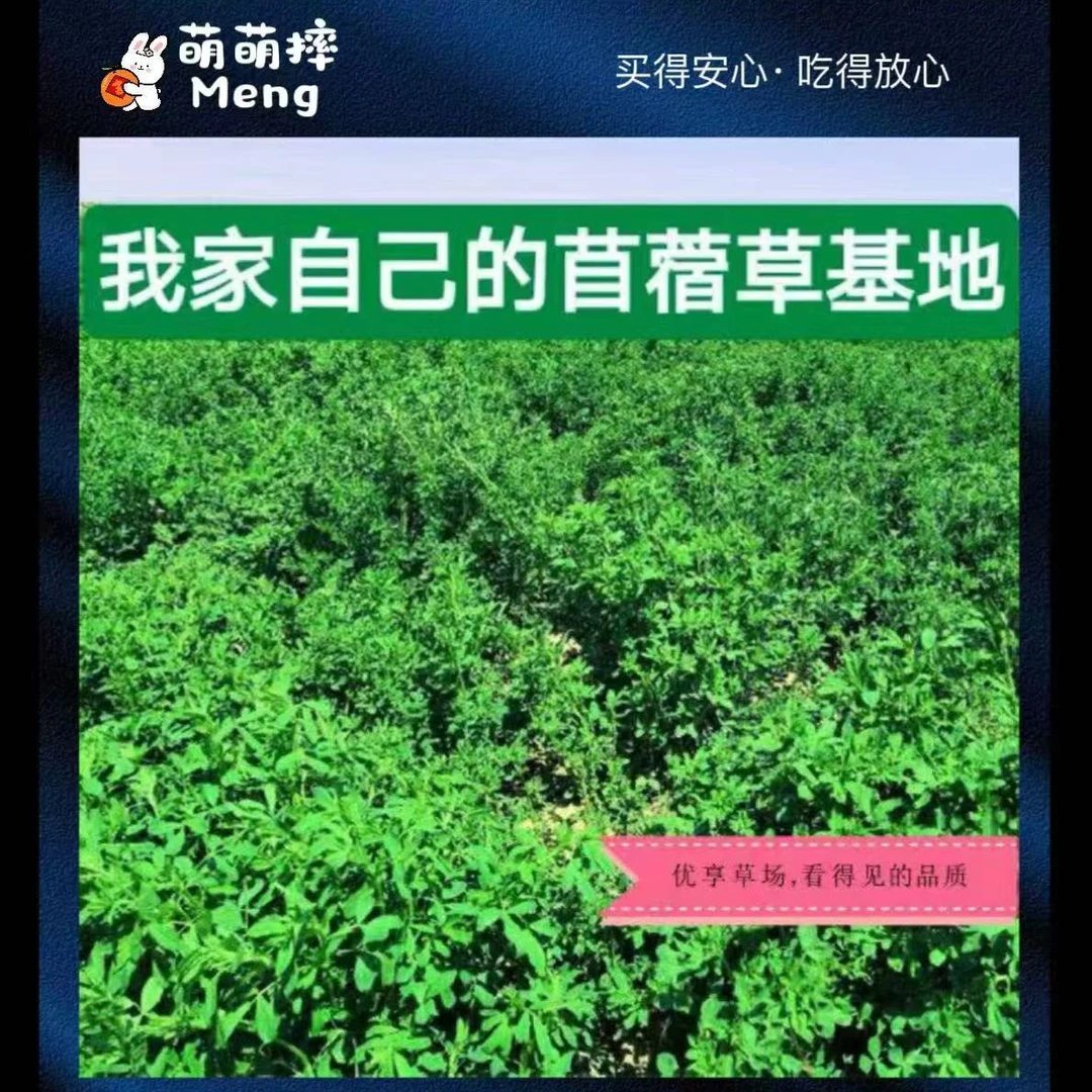 苜蓿草兔子爱吃干草