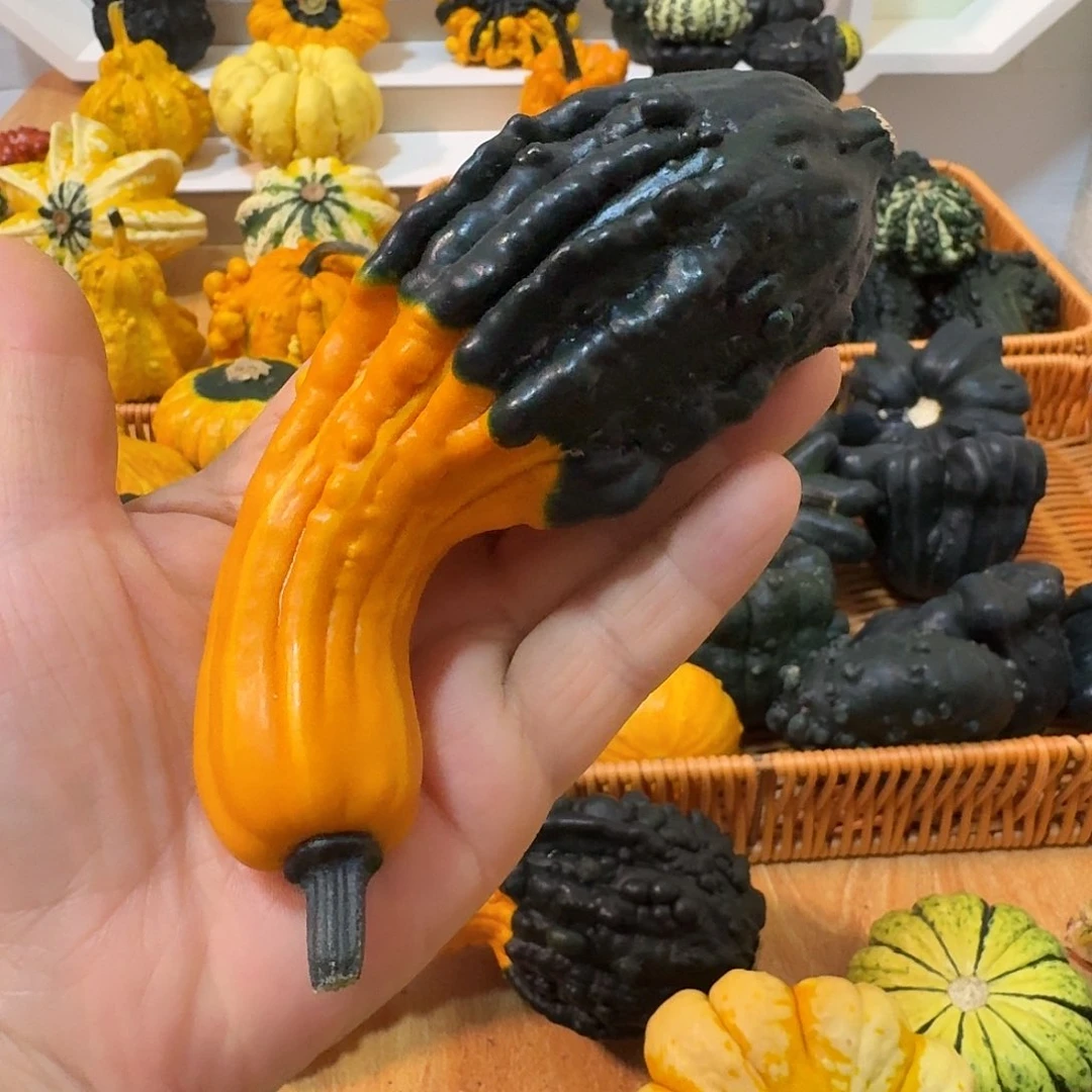 ?****?墨西哥七彩葫芦白菜