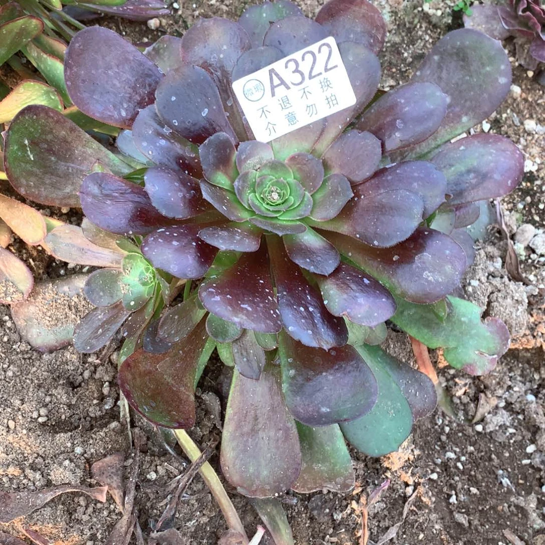 多肉植物322多肉