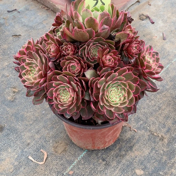 35莲花座多肉一物一拍～