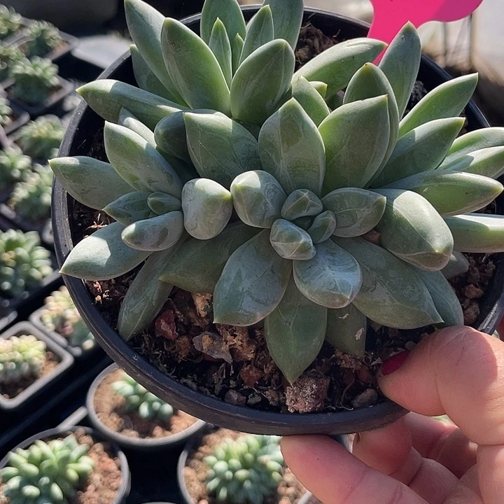 重楼多肉植物群生59