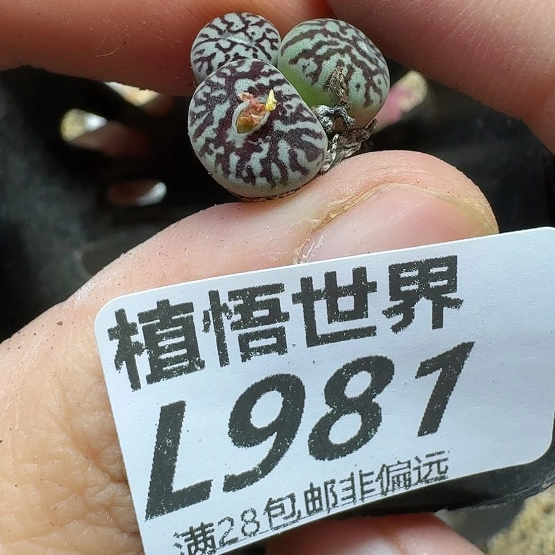 多肉植物的人生fb