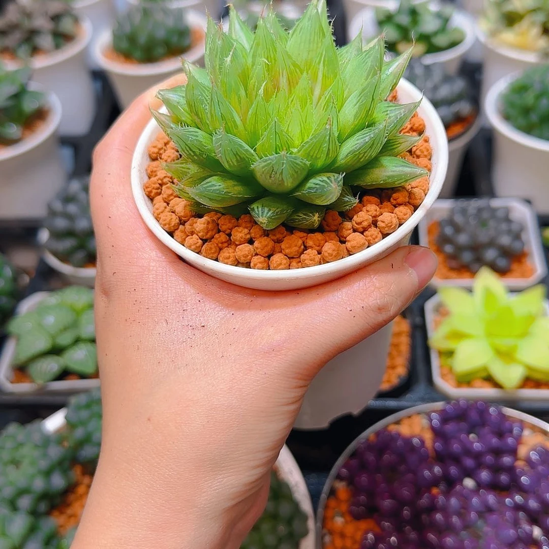 母本水晶掌玉露，原盆