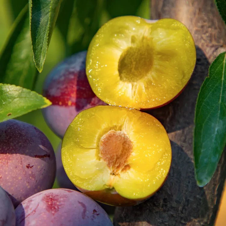 四川青红脆李1斤 纯甜无酸 好吃的李子