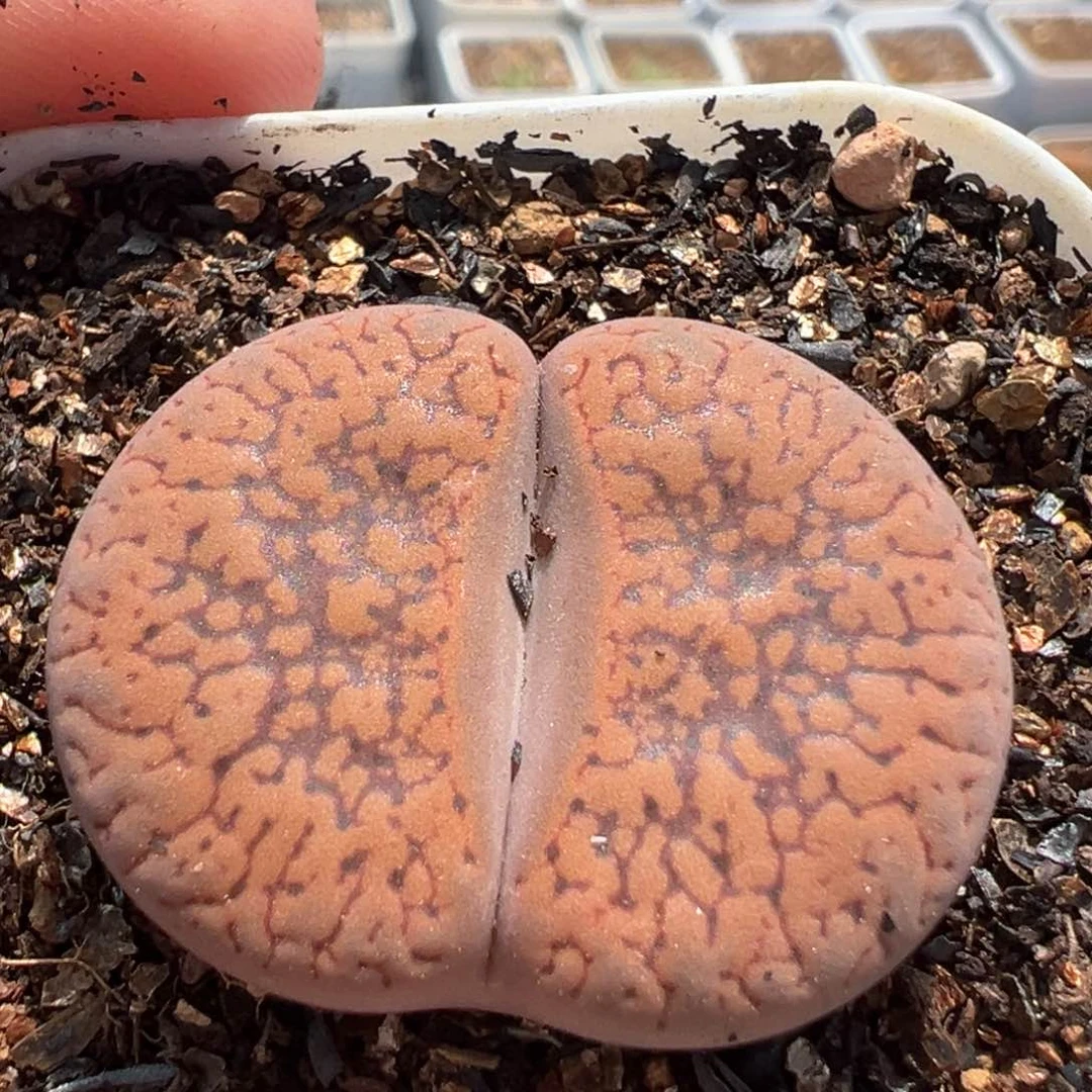 633多肉植物种类多样