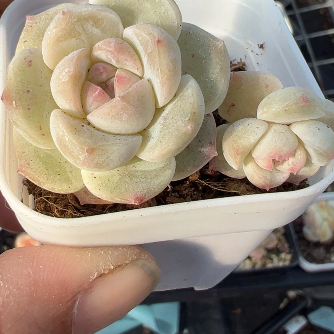 小卡拉米糖心一物一拍