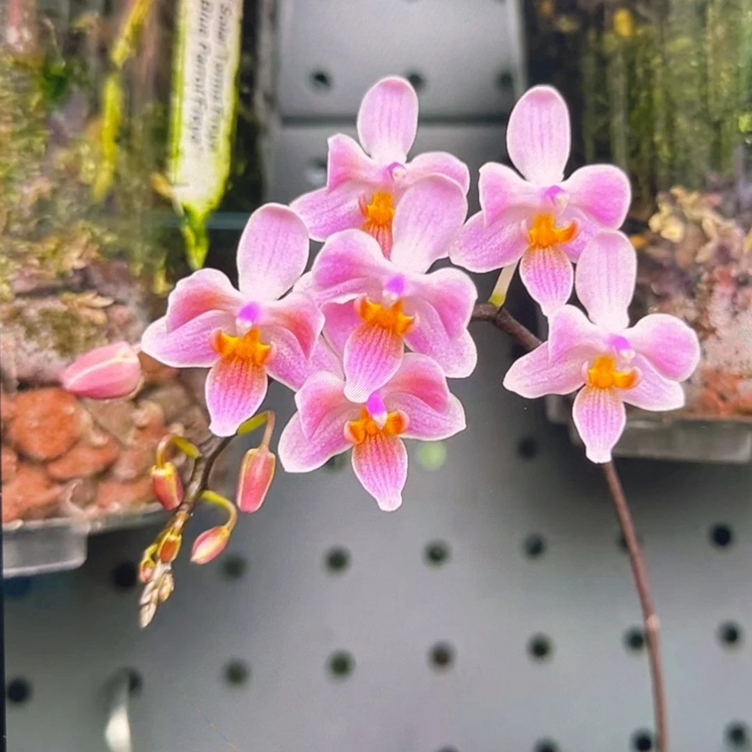 无花朵2.5寸eq交苏拉威西苗