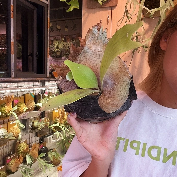 不开花植物掉牌 包上板