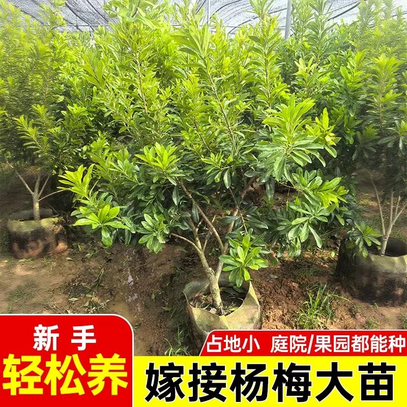 正宗精品杨梅苗东魁黑炭杨梅树苗大苗矮化嫁接苗南方种植带土带叶