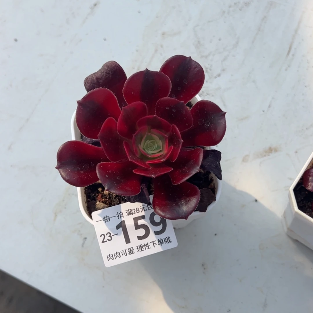 法师多肉多肉多肉多肉