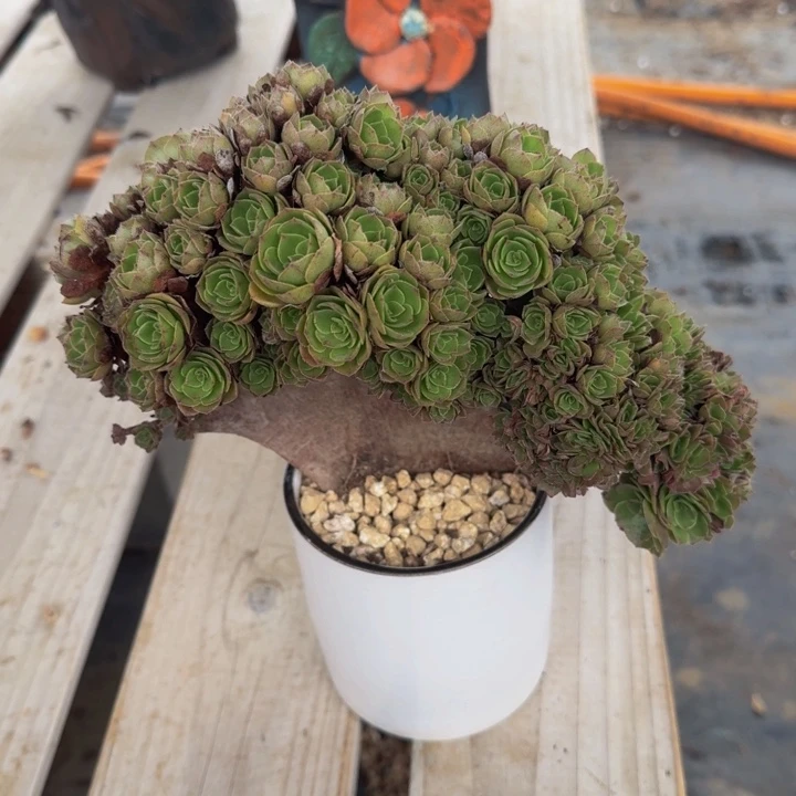 结*特价特特特特特特