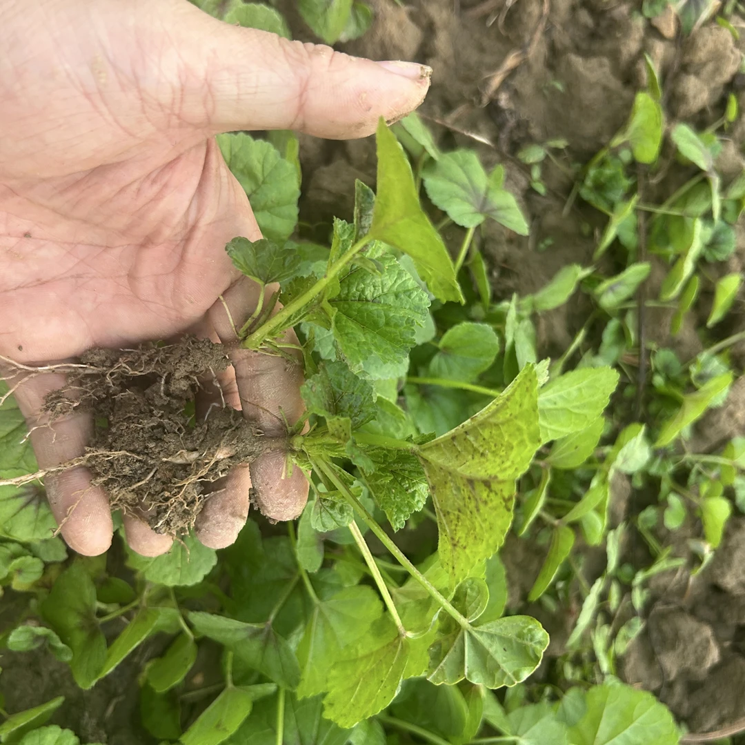 冬寒菜苗糯米冬寒菜种籽冬苋菜种子冬天菜种冬季籽种蔬包土发货