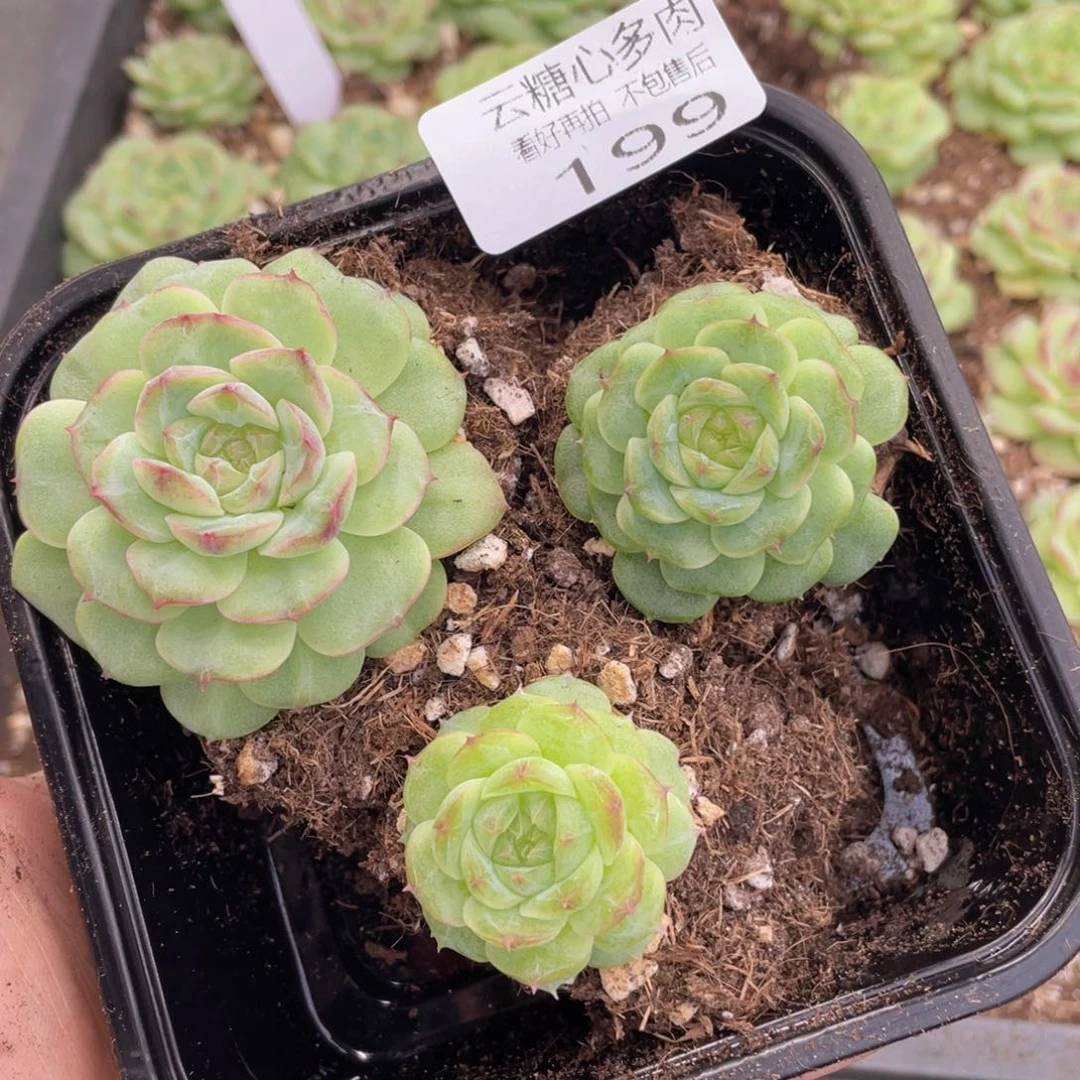 云糖心多肉植物199