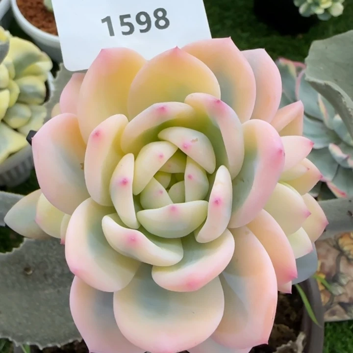 1598梦露锦宽锦多肉植物的