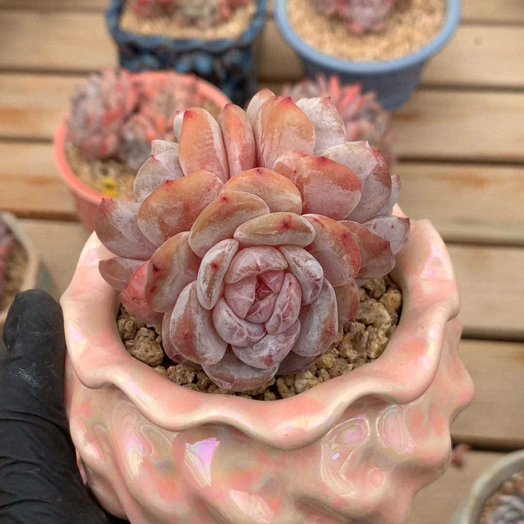 雪天使自然群小老桩