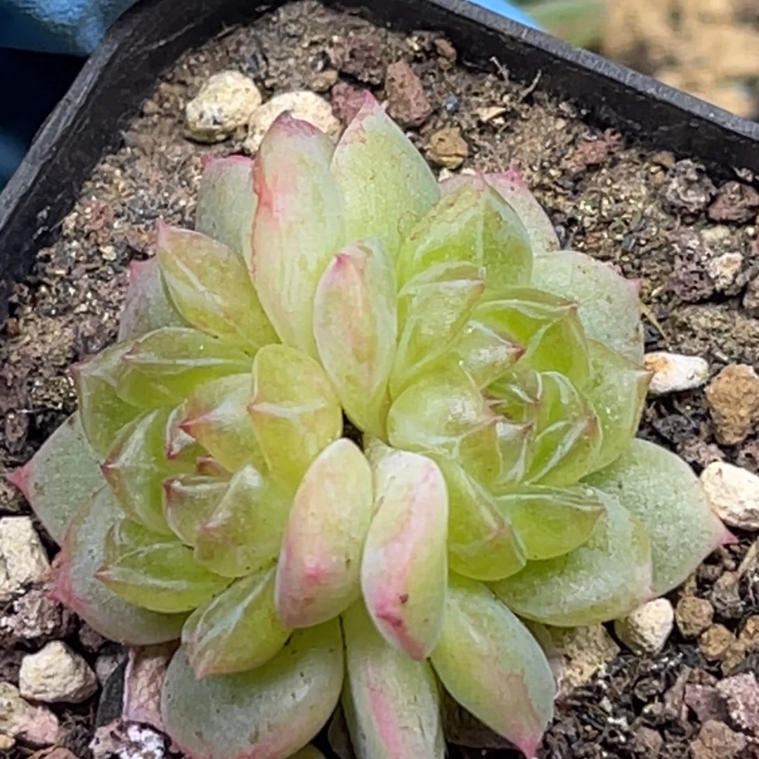 珍妮 双头 多肉植物