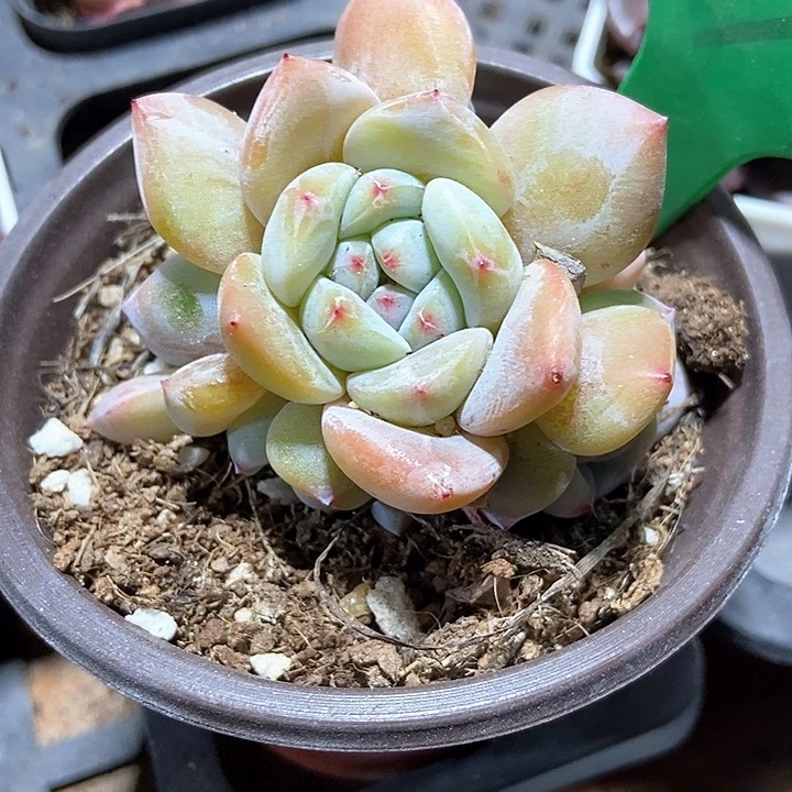 多肉植物石榴籽939