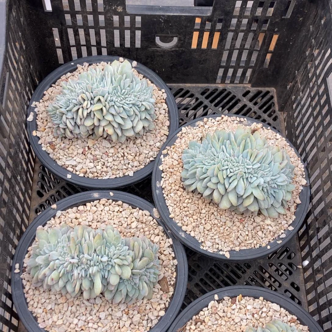 15.23星影缀化随机发货一颗