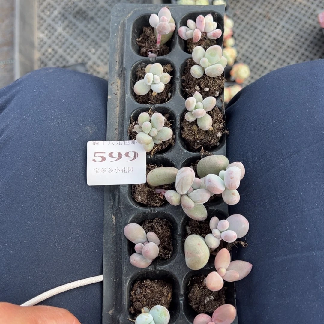 奶混合2cm14颗量拍多肉满18元包邮下午发货