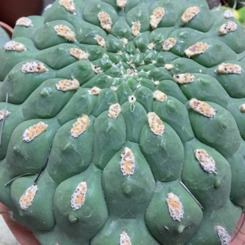 斧头仙人球新天地50米