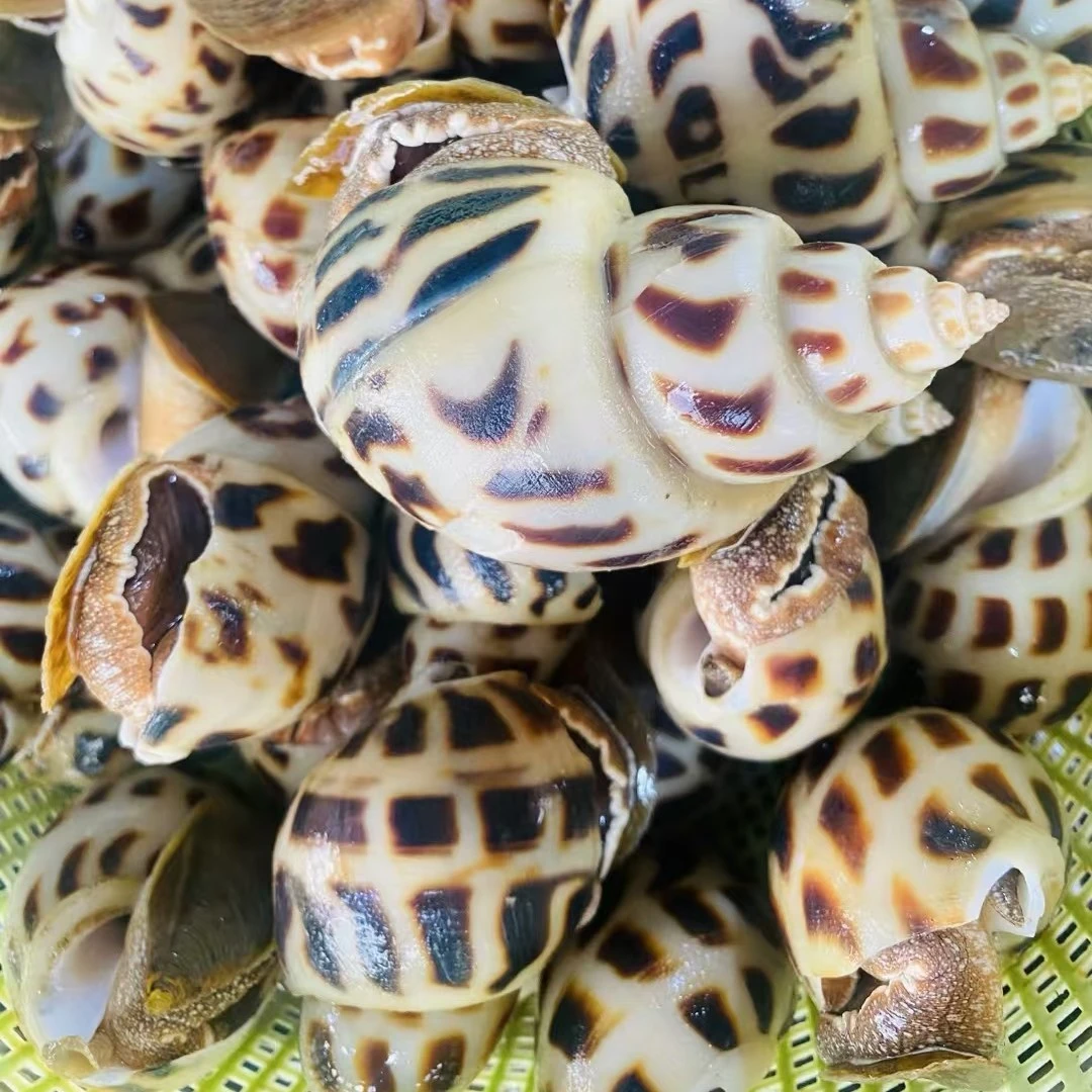 鲜活生猛野生大香螺500g