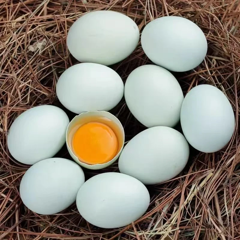 高原散养乌鸡正宗乡下土鸡蛋绿壳蛋正宗乡下土鸡蛋