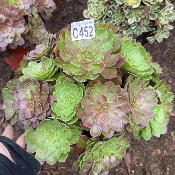 花月夜……多肉植物……