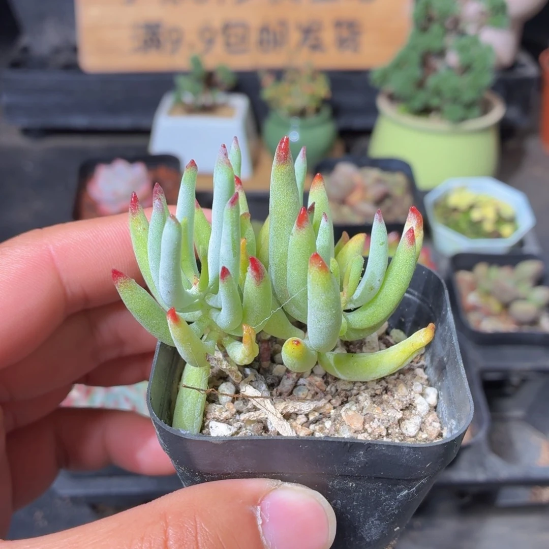 手指福娘多肉9.9包邮发货