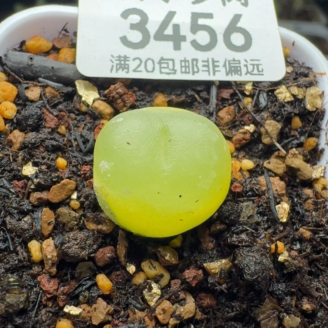 j***3拉登1.6脱土1200