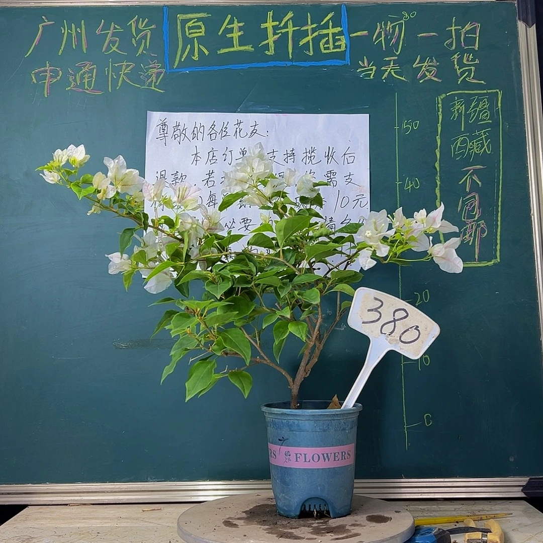 当前无花栽培后可以开花  广红樱  380