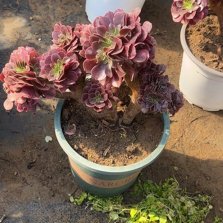 多肉植物缀化法师28