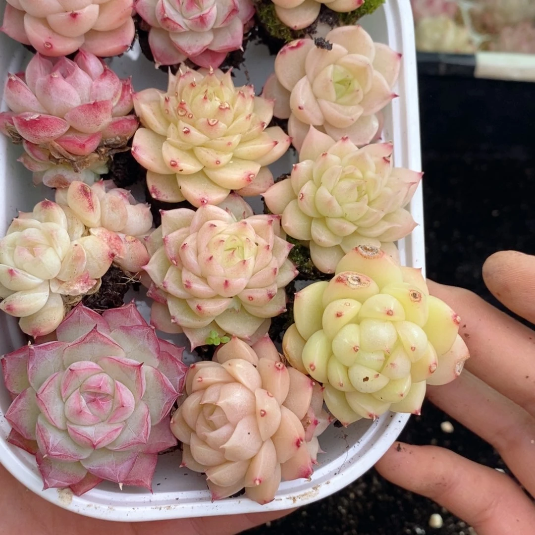 瞳*2-260 新疆西藏内蒙不发其他一单包邮两到三公分多肉