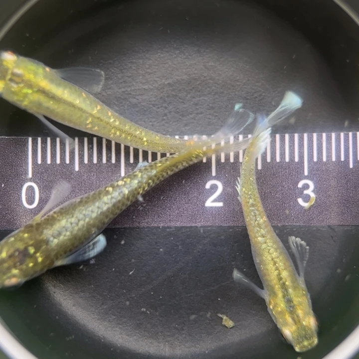 海水鱼奶酪15号青鳉