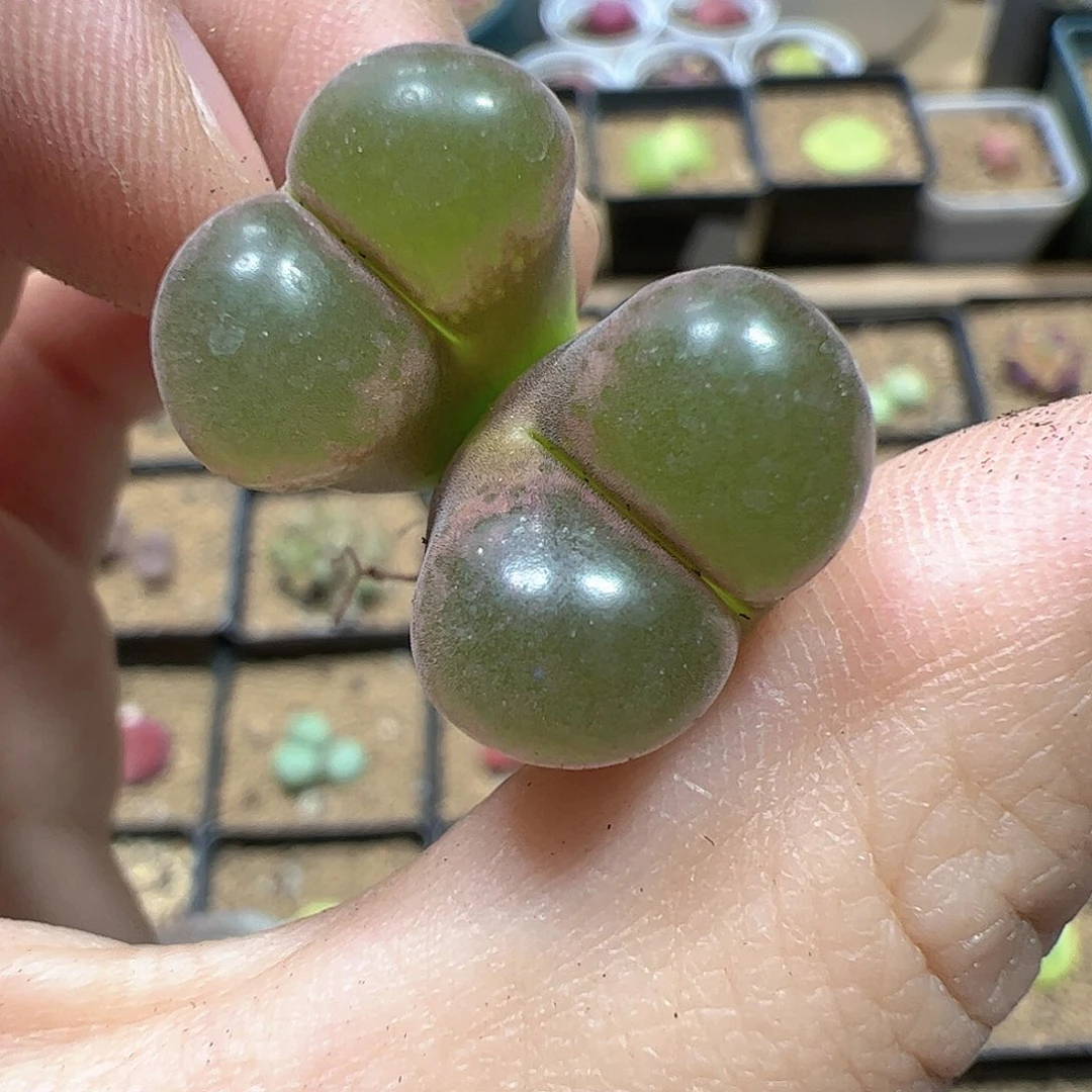 【闪购商品】71 风铃