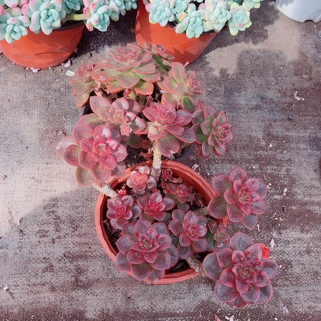 巧克力多头造型精品特价