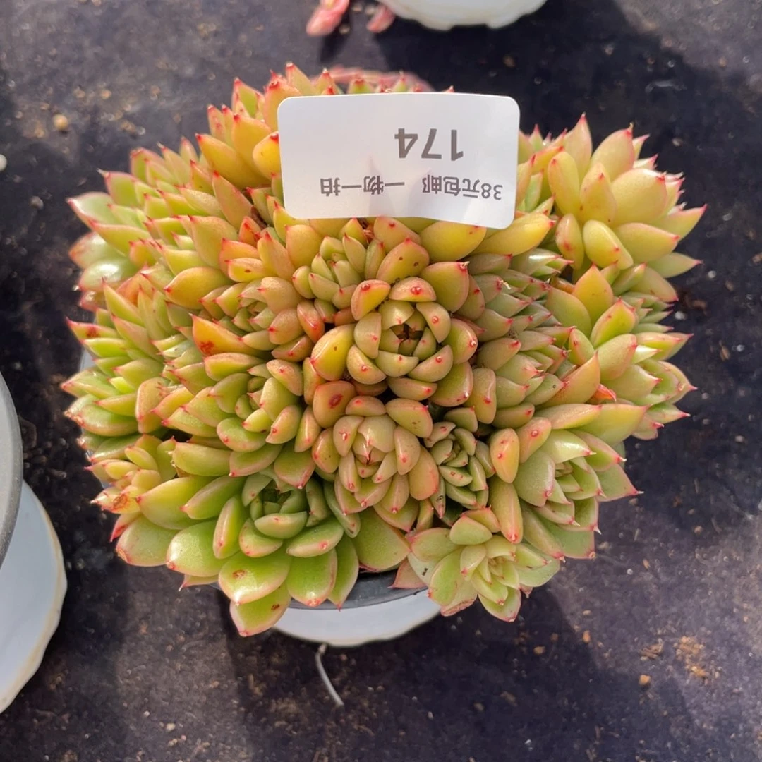 张*亿174东云群生多肉植物