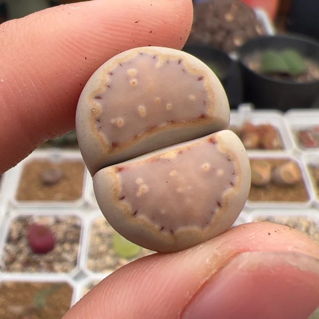 078号饼干 多肉植物