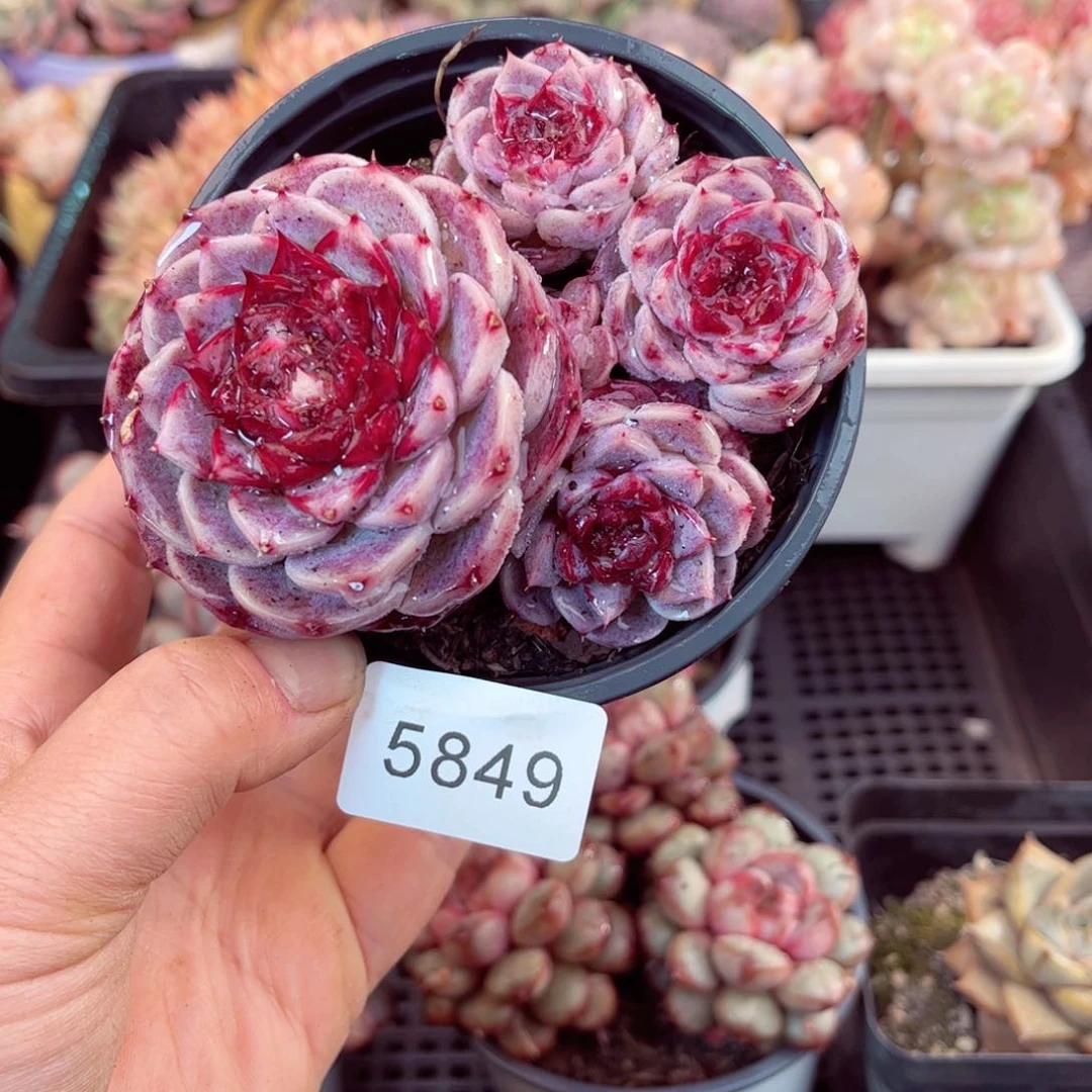 月***语5849群生天鹅绒多肉