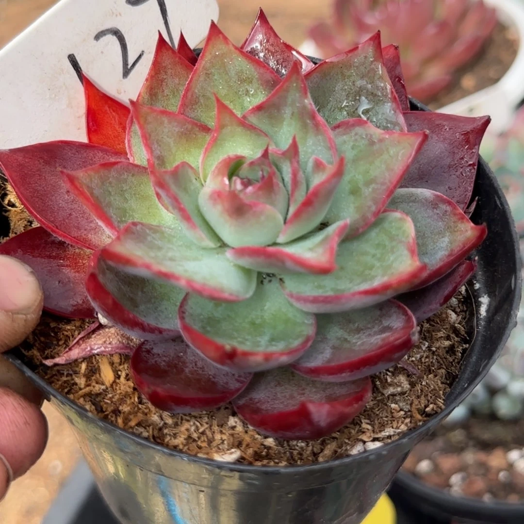 三角惊鸿一物一拍包装收缩花旱127