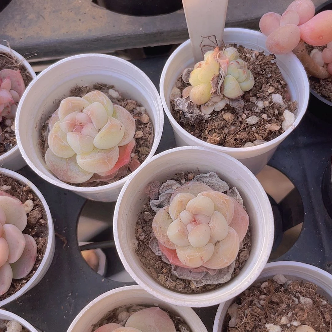 c****狗冰玉w094一物一拍