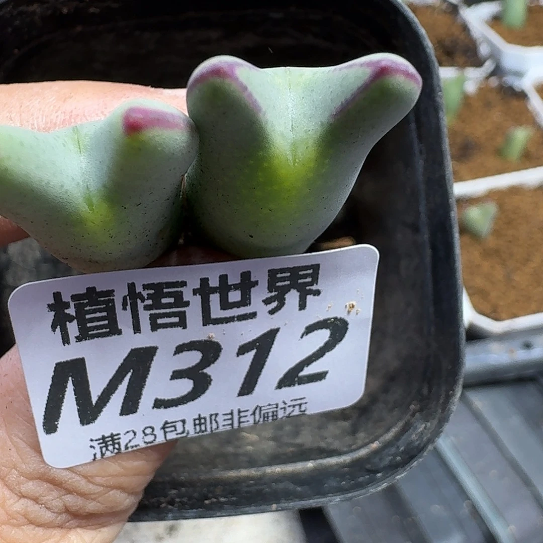 多肉植物的人生gbn