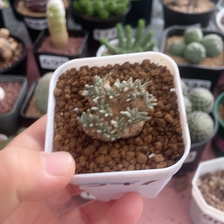 347韧锦块根植物，