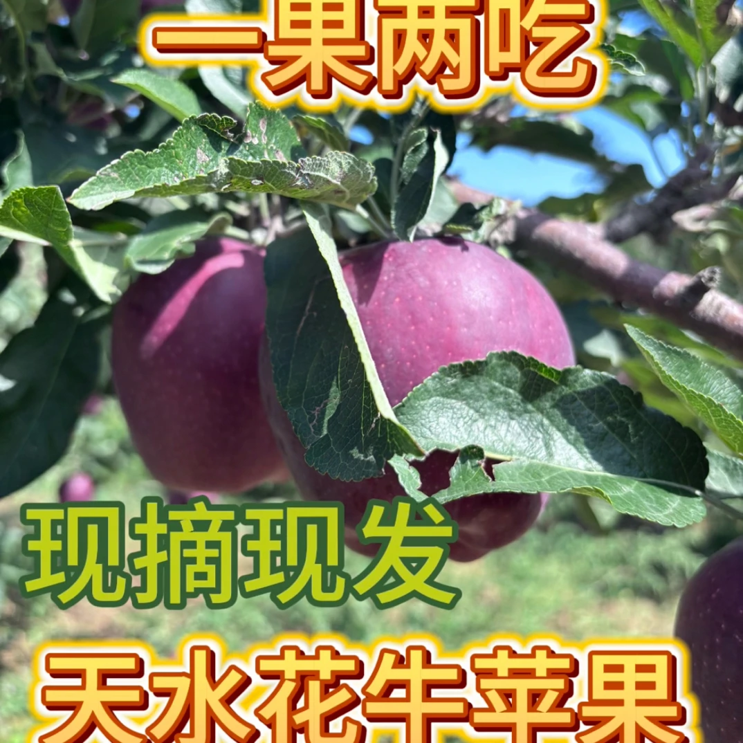甘肃天水花牛苹果新鲜脆甜当季水果粉面两吃