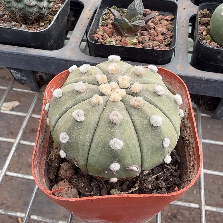 实生大兜单头5仙人球