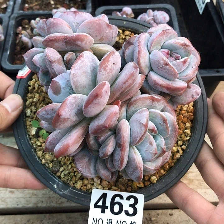 星影石榴籽福利出咯 463