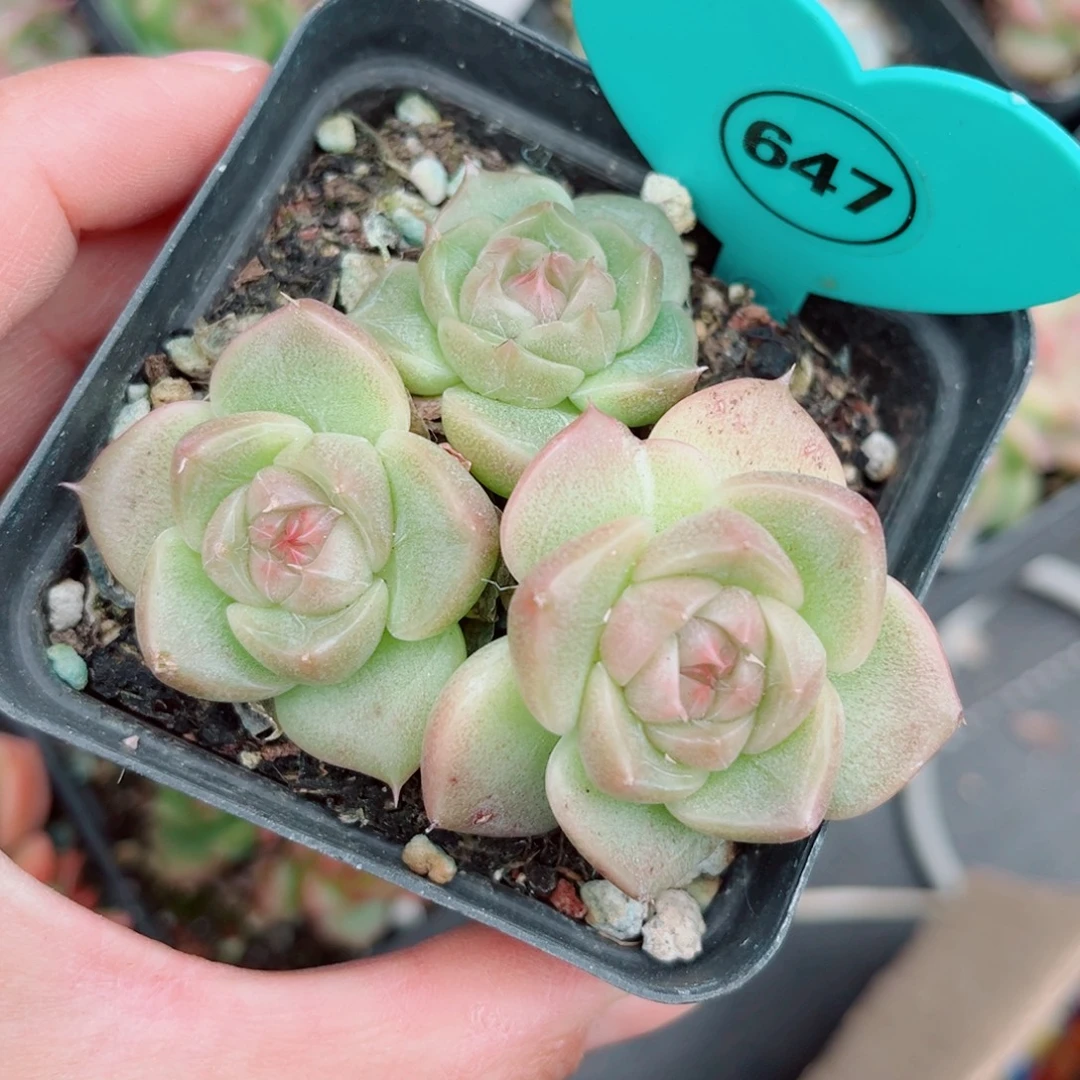 647号小老桩珍妮群