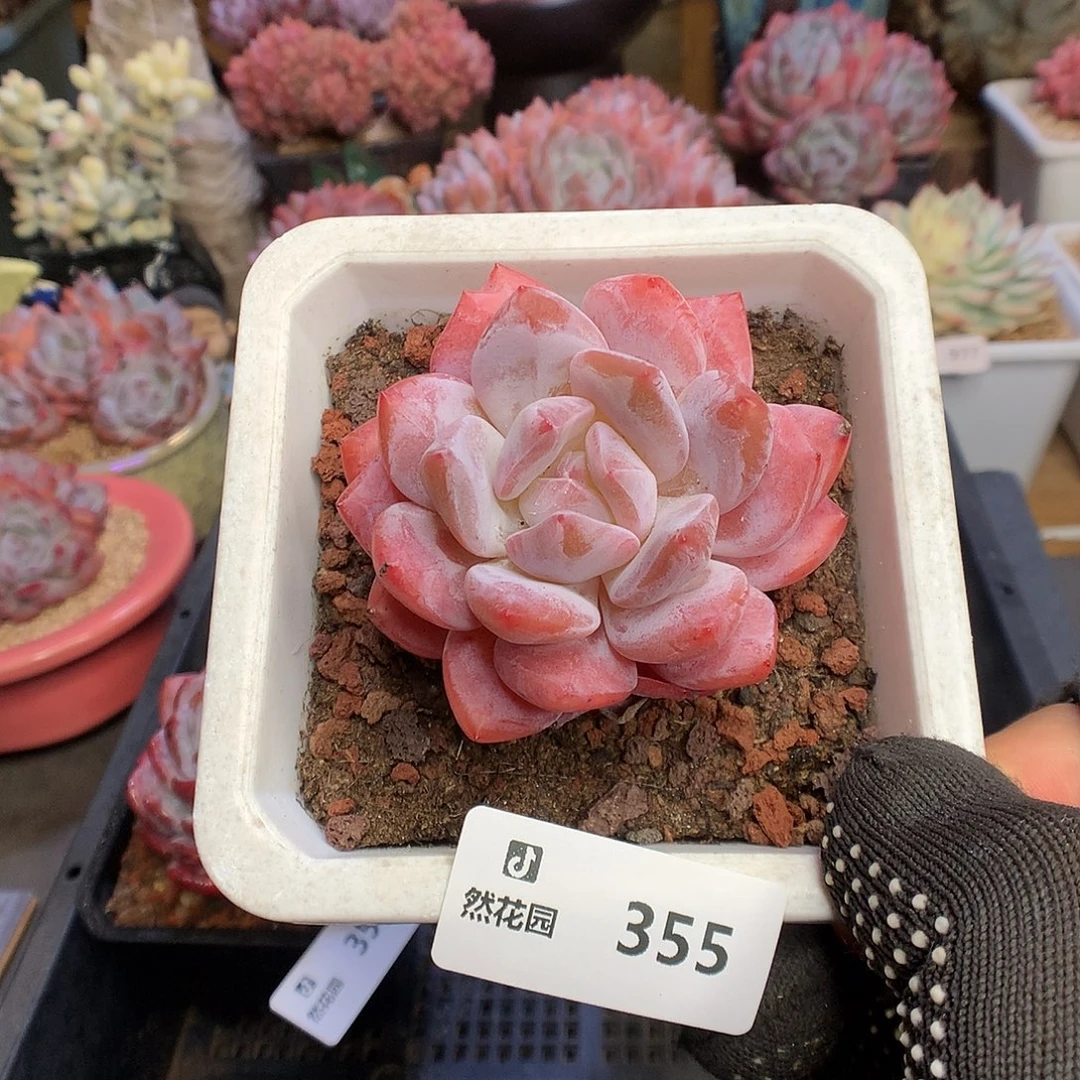 355雪天使多肉植物6666
