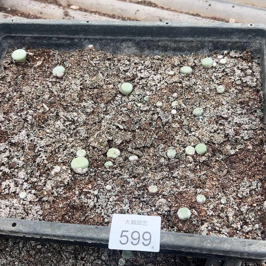 清框脱土发无售后默认有疤。   599
