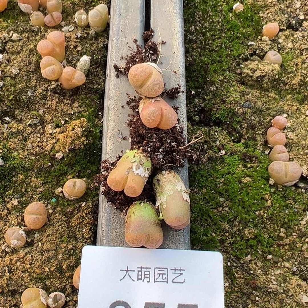 N***_一物一拍          355